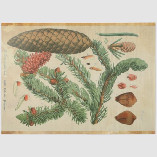 クリスマスパインデクページ紙 薄葉紙 (正面)