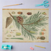 クリスマスパイン分離組織 薄葉紙 (クラフト)