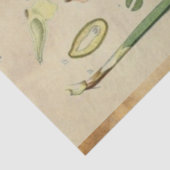 クリスマスパイン分離組織 薄葉紙 (詳細)