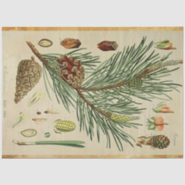 クリスマスパイン分離組織 薄葉紙