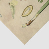 クリスマスパイン分離組織 薄葉紙 (詳細)