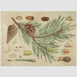 クリスマスパイン分離組織 薄葉紙