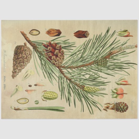 クリスマスパイン分離組織 薄葉紙 (正面)