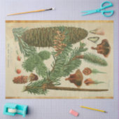 クリスマスパイン分離組織 薄葉紙 (クラフト)