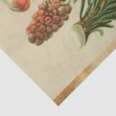 クリスマスパイン分離組織 薄葉紙 (詳細)