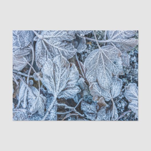 クリスマスパーティー 青葉 雪 冬の休日 薄葉紙 (正面)