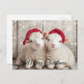 クリスマスヒツジ シーズンポストカード (正面/裏面)