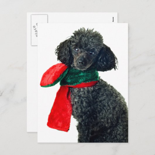 クリスマスブラックトイプードルドグトナカイ赤いスカーフ シーズンポストカード (正面/裏面)