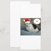 クリスマスブラック&ホワイトの子猫 (正面/裏面)