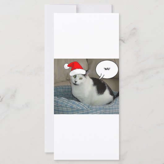 クリスマスブラック&ホワイトの子猫 (正面)