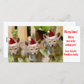 クリスマスベビーコヨーテ写真 シーズンカード (正面/裏面)