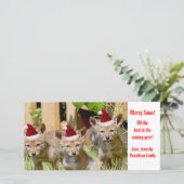 クリスマスベビーコヨーテ写真 シーズンカード (スタンド正面)