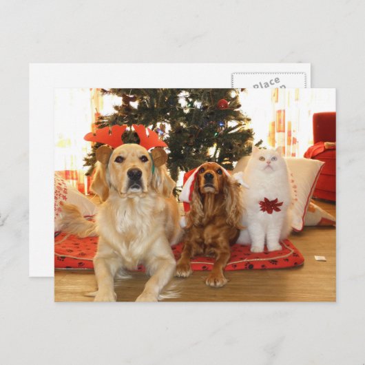クリスマスペッツホリデーポストカード シーズンポストカード (正面/裏面)