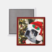クリスマスボストンテリア マグネット (正面/裏面)