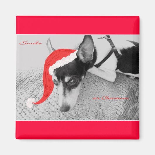 クリスマスマグネット、ラットテリア マグネット (正面)