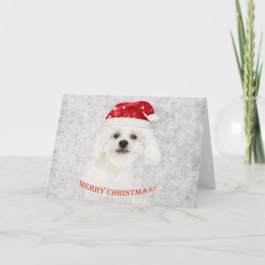 クリスマスマルチーズ子犬 シーズンカード (正面)