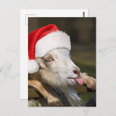 クリスマスヤギ ポストカード (正面/裏面)