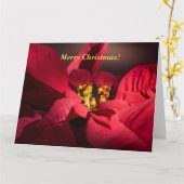 クリスマスレッドポインセチアを花でパーソナライズ カード (黄色い花)