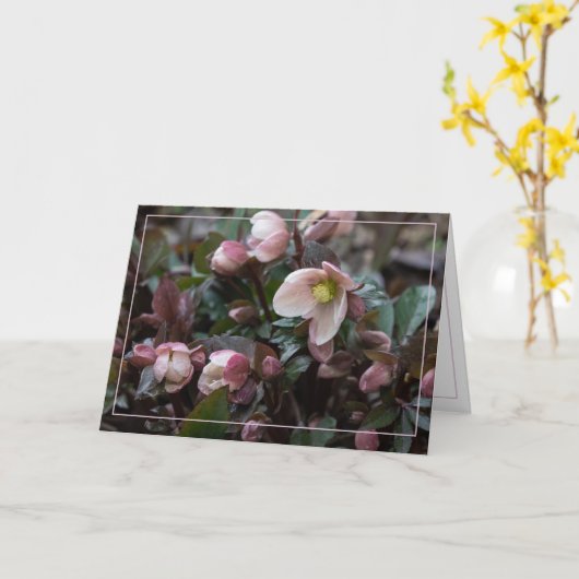 クリスマスローズ カード (黄色い花)