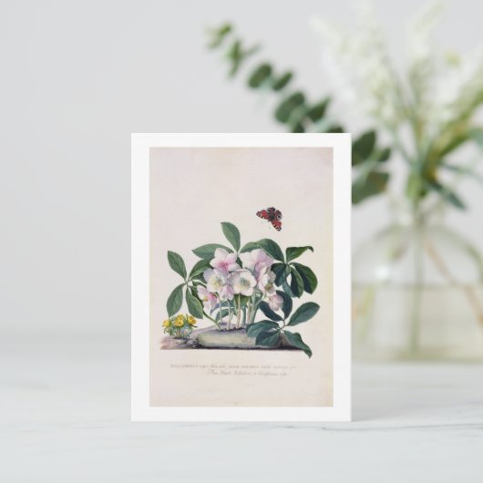 クリスマスローズ(Helleborusニジェール)および冬Aconi シーズンポストカード (スタンド正面)