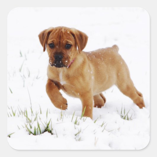 クリスマス冬の子犬 スクエアシール (正面)