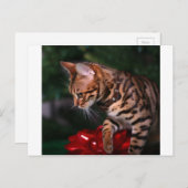 クリスマス子猫写真（国内産ベンガル猫） シーズンポストカード (正面/裏面)