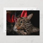 クリスマス子猫 シーズンポストカード (正面/裏面)