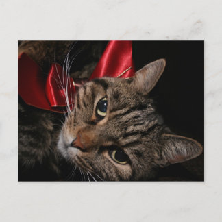 クリスマス子猫 シーズンポストカード