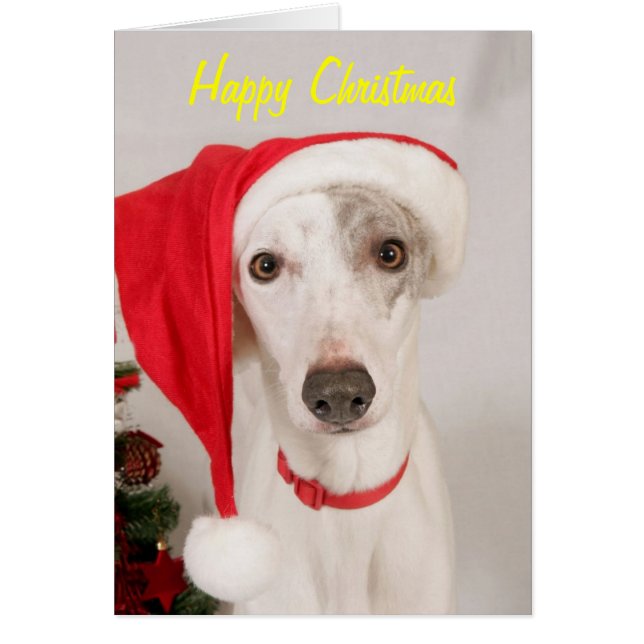 クリスマス犬のジャスパー (正面)