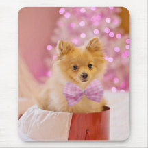 クリスマス犬の子犬のプレゼントあり