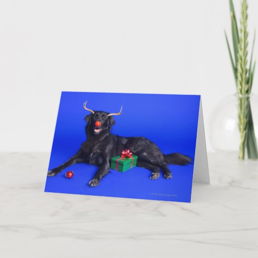 クリスマス犬 シーズンカード (正面)