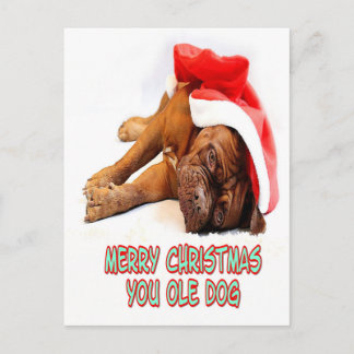 クリスマス犬 ポストカード