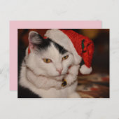 クリスマス猫はがき シーズンポストカード (正面/裏面)