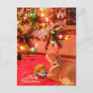 クリスマス猫はがき シーズンポストカード