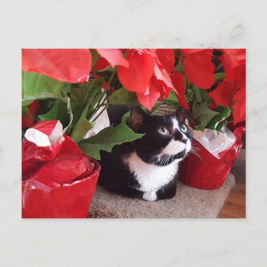 クリスマス猫はがき ポストカード (正面)