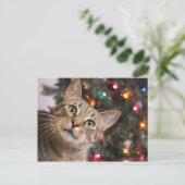 クリスマス猫はがき ポストカード (スタンド正面)