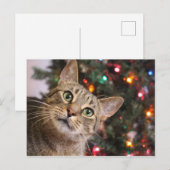 クリスマス猫はがき ポストカード (正面/裏面)