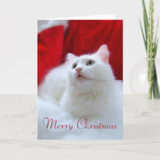 クリスマス猫 シーズンカード