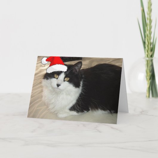 クリスマス猫 シーズンカード (正面)