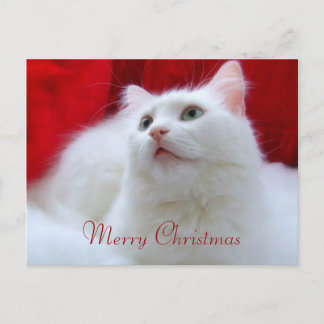 クリスマス猫 シーズンポストカード