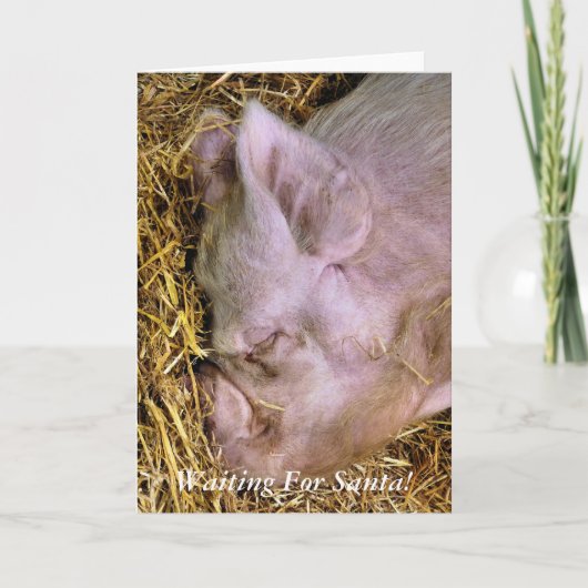 クリスマス豚 シーズンカード (正面)