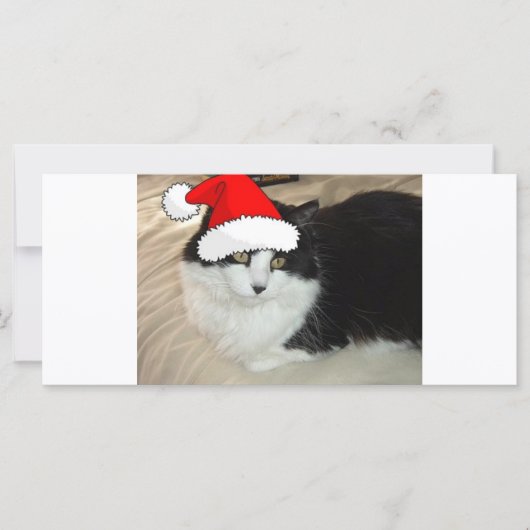 クリスマス長髪の黒白の子猫 (正面)
