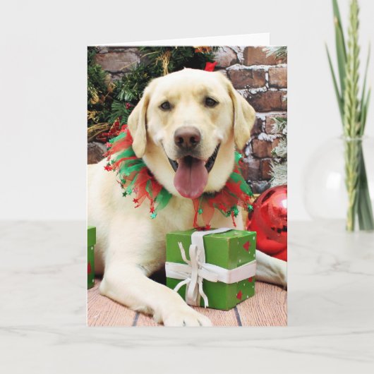 クリスマス – イエローラブラドール – ストライダー (正面)