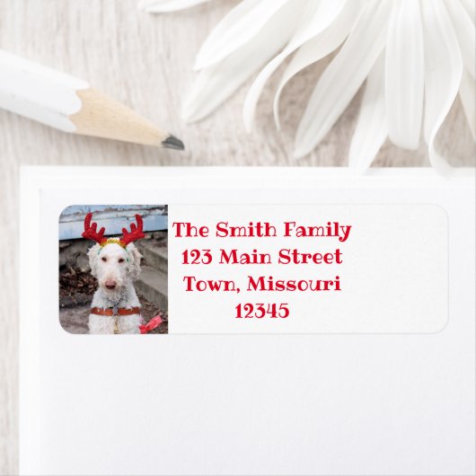 クリスマス・オリー ラベル (インサイチュ)