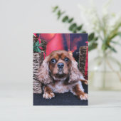 クリスマス – カヴァリエ – クーパー (スタンド正面)