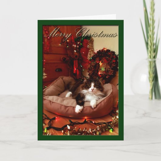 クリスマス、クリスマス、猫と結婚して下さい シーズンカード (正面)