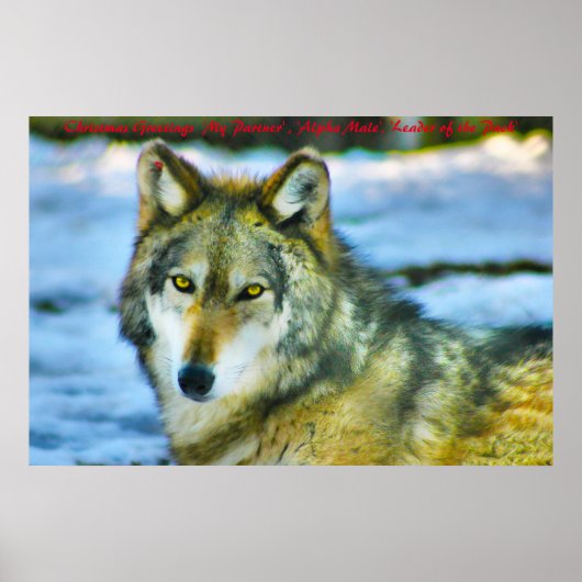 クリスマス・グリーティング・リーダー ポスター (正面)