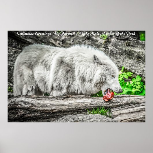 クリスマス・グリーティング・リーダー ポスター (正面)