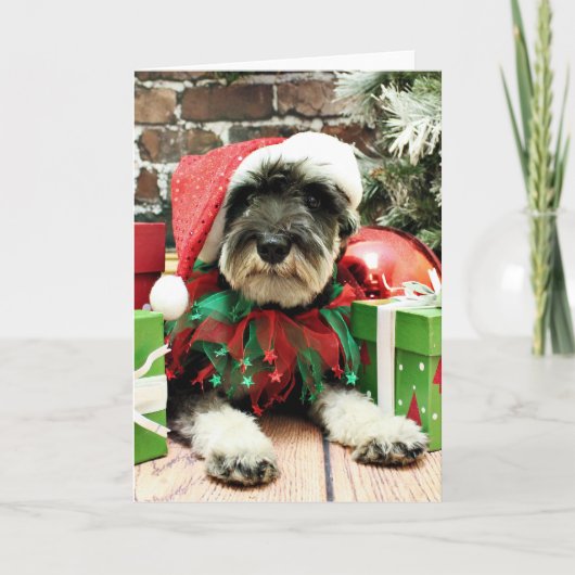 クリスマス – シュナウザー – トム・ドーリー (正面)