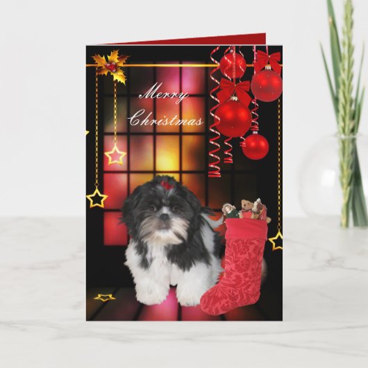 クリスマス シュナウザー 子犬 (正面)